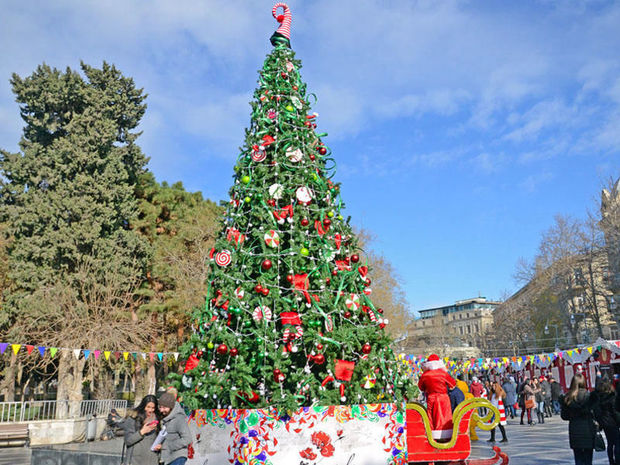 Yeni ilin astanasında: Küknar ağacları bəzədiləcəkmi? - VİDEO