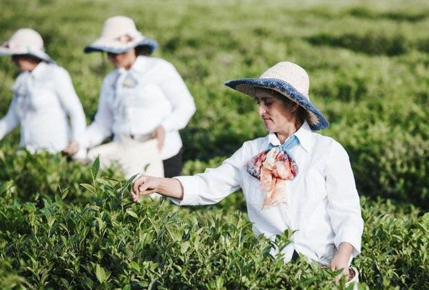 Kənd təsərrüfatı istehsal kooperativlərinin yaradılma prosedurları sadələşdiriləcək
