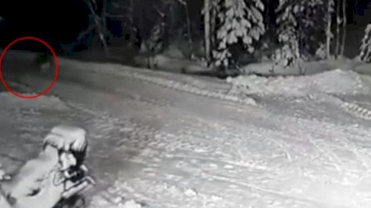 İt 10 yaşlı uşağı canavarın caynağından xilas etdi