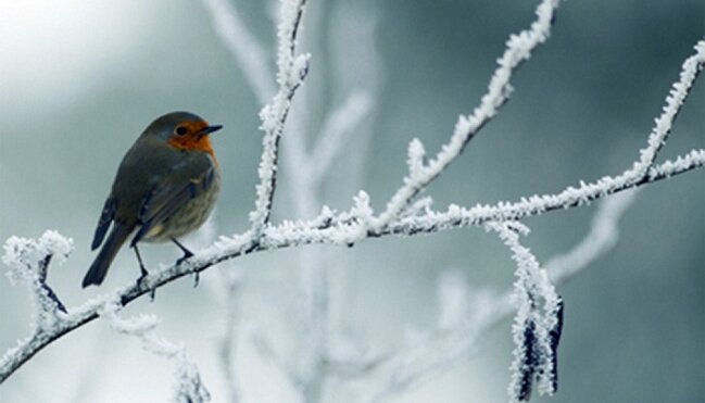 Bu ərazilərdə 5 dərəcə şaxta olacaq - Bu günün HAVASI