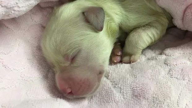 Gürcüstanda yaşıl rəngli küçük doğuldu - FOTO/VİDEO