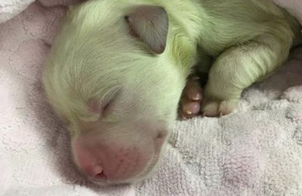 Зеленый щенок родился в Грузии, его назвали Гринчем - ФОТО/ВИДЕО