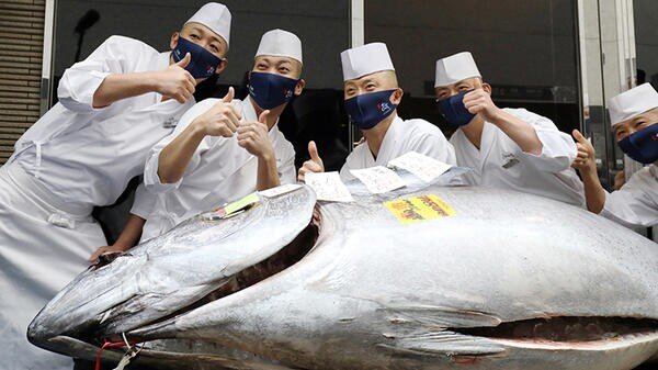 208 kiloluq balıq bu qiymətə satıldı - ŞOK MƏBLƏĞ - FOTO