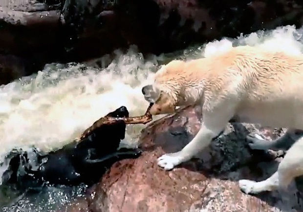 İt öz dördayaqlı dostunu xilas etmək üçün insanlardan “kömək istədi” - VİDEO