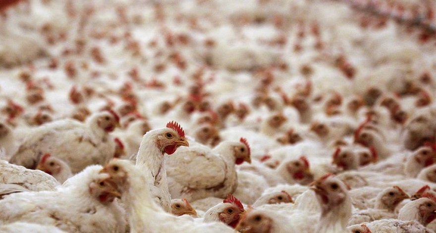Массовую вспышку птичьего гриппа зафиксировали в нескольких штатах Индии