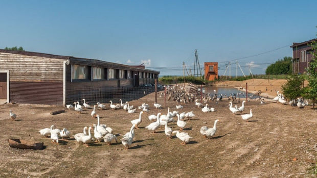 Вспышку птичьего гриппа зафиксировали в нескольких штатах Индии