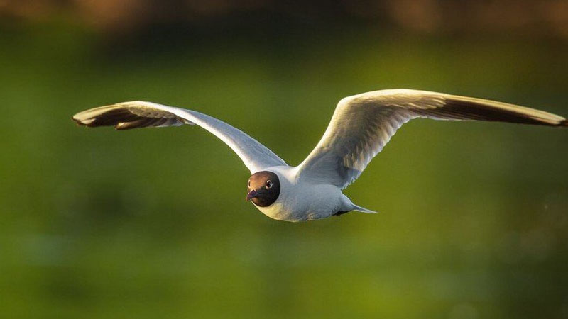 Azərbaycanda yeni quş növü aşkarlandı (FOTO)