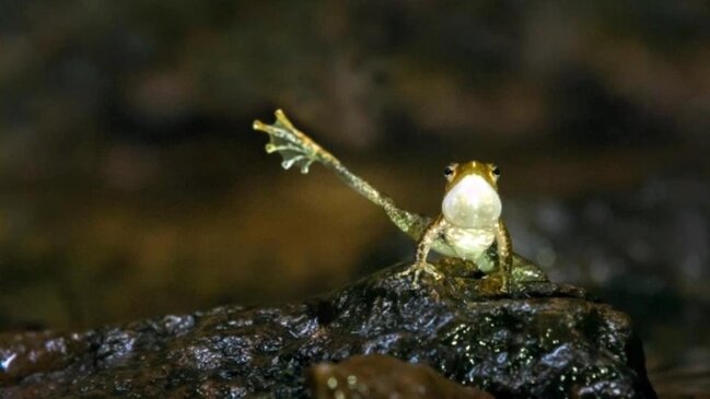 Bu qurbağanın gülməli 