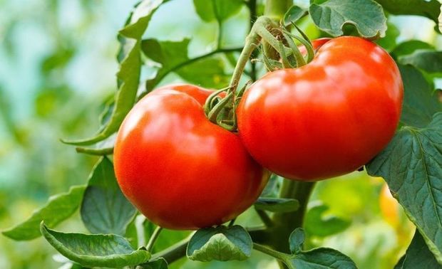 Rusiyaya ixrac olunan məhsullara məhdudiyyətlərin aradan qaldırılması üçün görüş keçirilib - FOTO