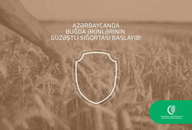 Azərbaycanda buğda əkinlərinin güzəştli sığortası başlayıb
