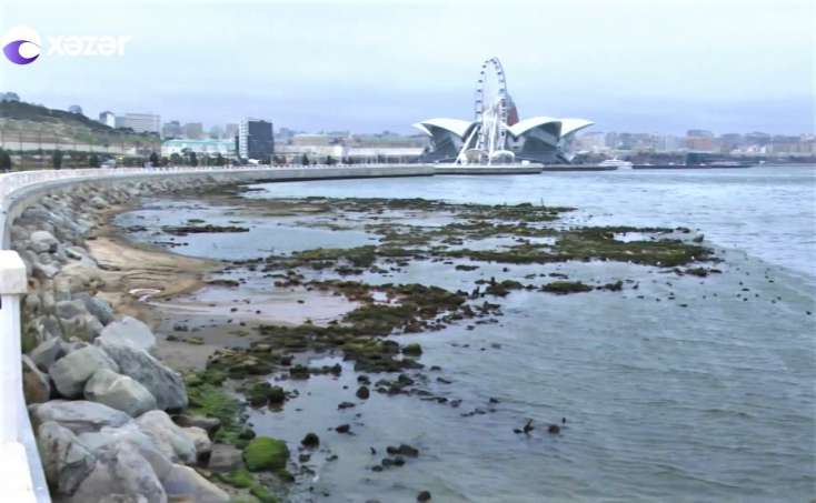 Bulvarda heyrətləndirən mənzərə - Xəzərdəki bu vəziyyət nədən xəbər verir? - VİDEO