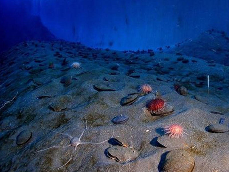 Okeanın dərinliklərində elmə məlum olmayan yeni yırtıcılar kəşf olundu - FOTO