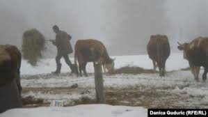 “Heyvanlar Azərbaycan tərəfə keçir və geri qayıtmır” – Erməni kəndlilər