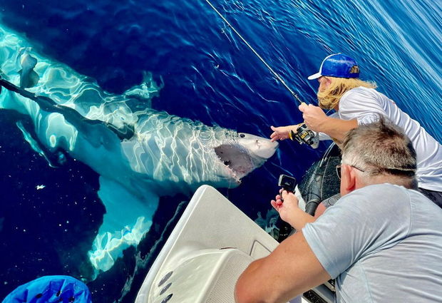 Köpək balığı ilə təhlükəli oyun oynadı - FOTO/VİDEO