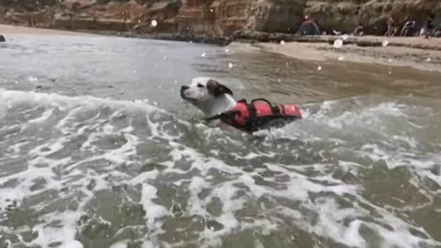 Собака в последний момент спасла тонущего в реке мальчика - ФОТО/ВИДЕО