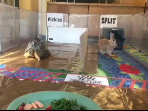 Tısbağa qaçışda dovşanı ötdü - VİDEO