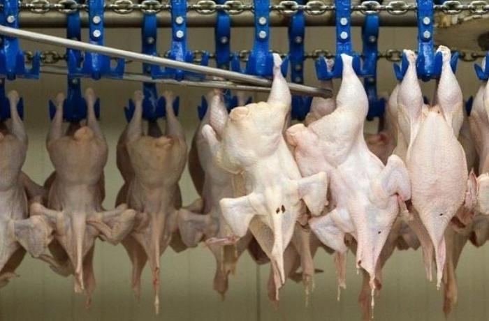 Quş əti ilə bağlı sahibkarlara MÜRACİƏT