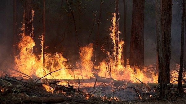 В Австралии вновь полыхают пожары - ВИДЕО