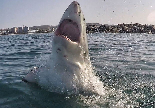 Balıqçı və köpək balığının ov davası - VİDEO