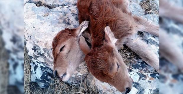 İnək ikibaşlı buzov dünyaya gətirdi – VİDEO