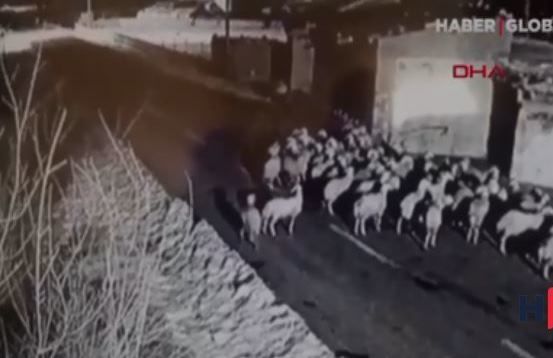 Sürüyə hücum edən canavar kameraya düşdü – VİDEO