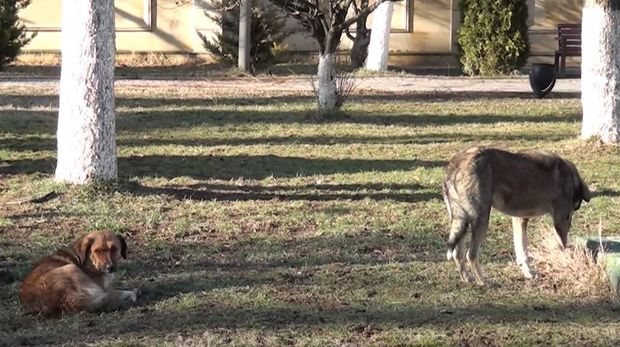 Quba sakinlərinin sahibsiz it kabusu - VİDEO