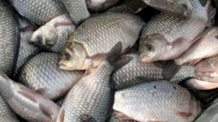 Rusiyadan Azərbaycana gətirilən vaxtı keçmiş balıq məhsulları saxlanıldı