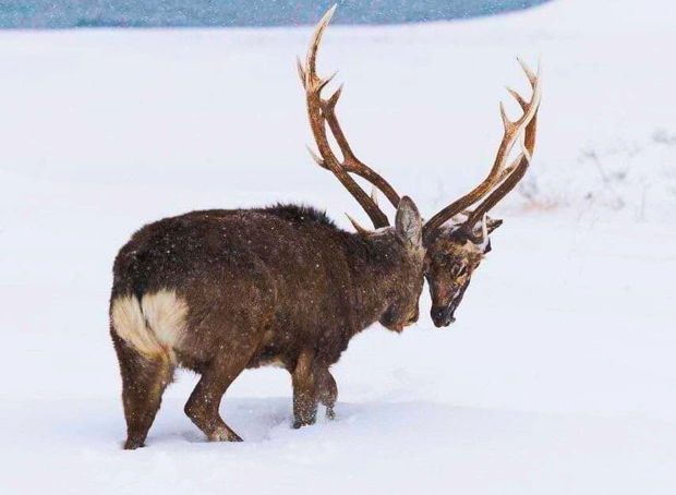 Rəqibinin başını qopardan maralın görüntüsü şok yaratdı – FOTO/VİDEO