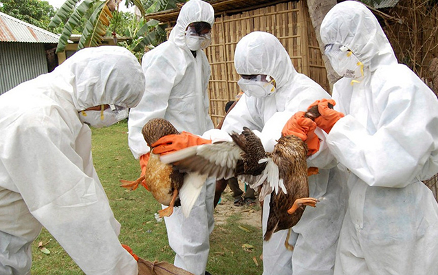 Quş qripi tapılan bu ölkədə fövqəladə hal elan edildi