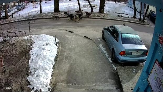 Sürü ilə gəzən itlər məktəbli qıza hücum etdi - VİDEO