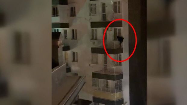 “Hörümçək oğru” binaya dırmaşdığı kimi düşməyə məcbur edildi - VİDEO