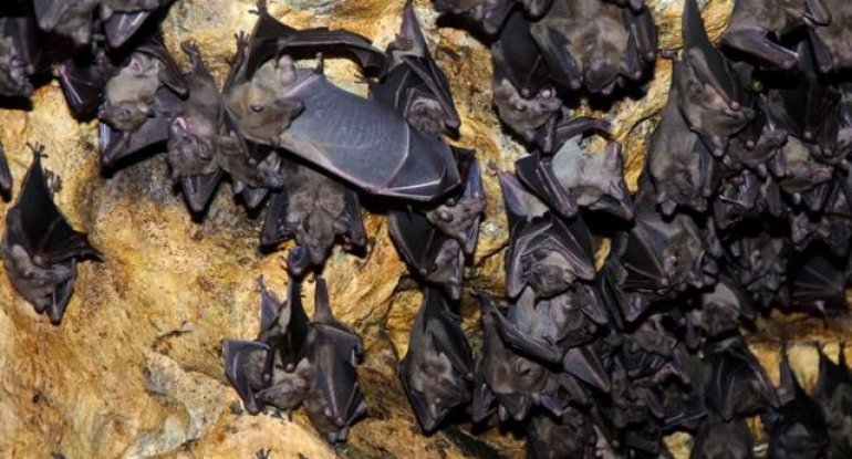 Koronavirusa bənzəyən yeni virus kəşf edildi - FOTO