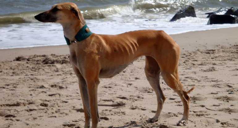 Koronavirus xəstələrini müəyyən etmək üçün itlərdən istifadə olunacaq