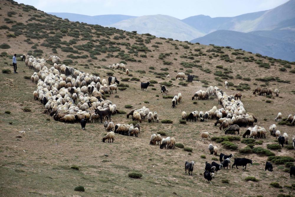 Azərbaycan-Ermənistan sərhədində insident – Qoyun sürüsü qalmaqala səbəb oldu