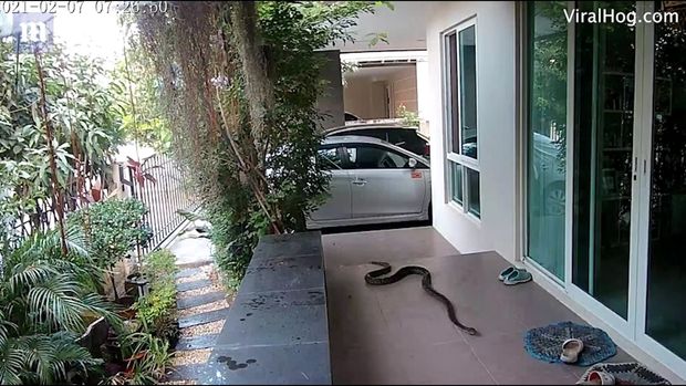 İlan sahibinin gözü qarşısında pişiyə hücum etdi - VİDEO