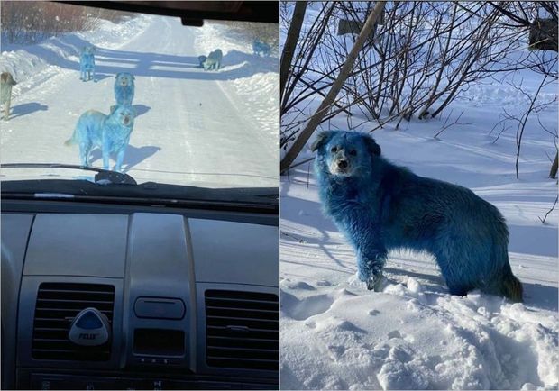 Moskva ətrafında mavi-yaşıl itlər sakinləri qorxutdu – VİDEO