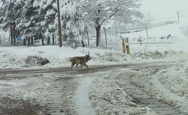 Türkiyədə şəhər mərkəzində canavar peyda olub – VİDEO