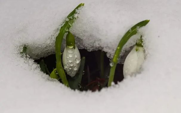 Türkiyədə gülü qoparmağa görə cəza 20 min manat oldu - FOTO