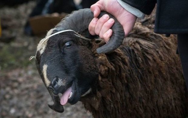 В Имишли задержан подозреваемый в краже скота