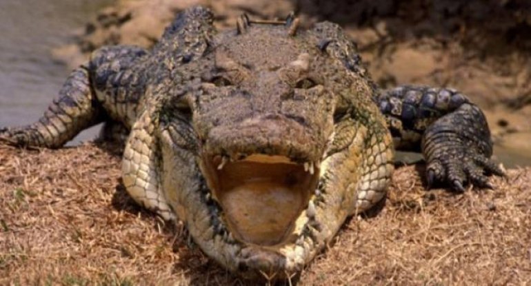 Balıq ovuna çıxan yaşlı adam timsaha yem oldu - QORXUNC...