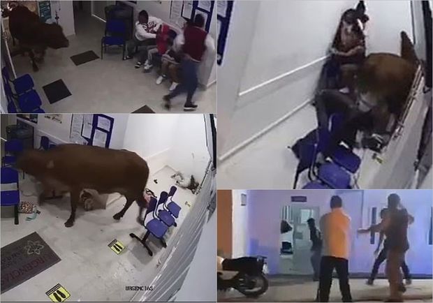 Xəstəxanaya cuman qəzəbli inək pasiyentləri ayaqları altına aldı - VİDEO