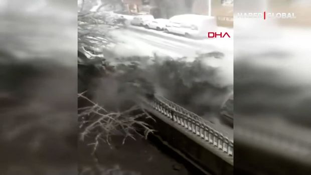 Qarın ağırlığına tab gətirə bilməyən ağac minik avtomobilinin üstünə düşdü - VİDEO