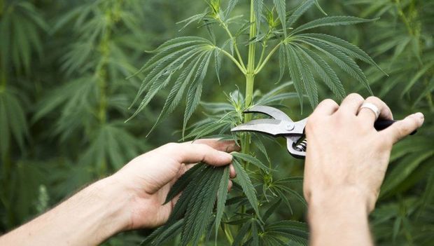 В Зардабе задержан подозреваемый в выращивании конопли - ВИДЕО