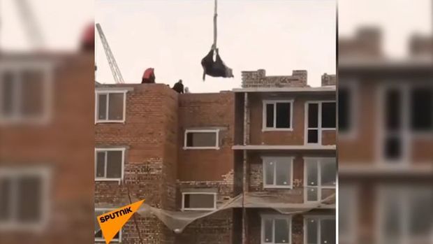 Tikinti sahəsinin üzərindən inək “uçdu” – VİDEO