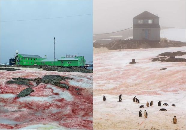 Antarktida “qanlı” qar örtüyünə bürünüb - FOTO
