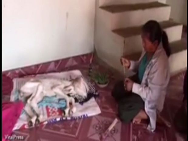 İkibaşlı buzov sahibinə uğur gətirib – VİDEO