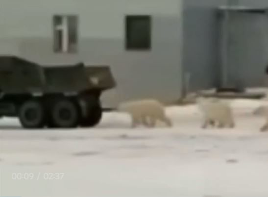 Ağ ayılar və tülkülər tikinti meydançasındakı avtomobillərə hücum etdilər – VİDEO