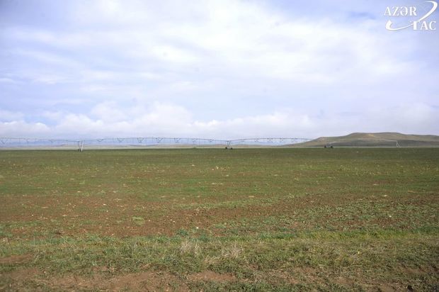 Cəbrayıl torpaqları yenidən canlanır - FOTO/VİDEO