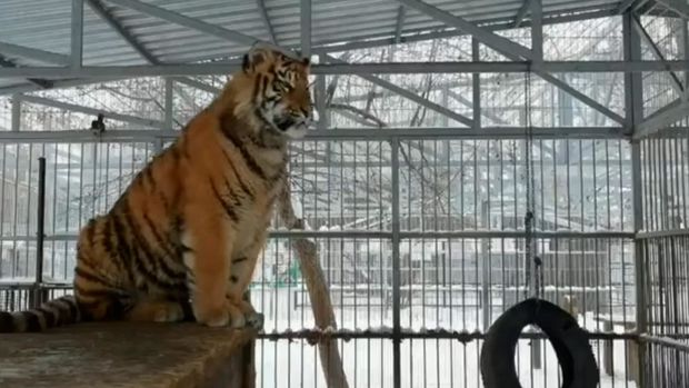 “Mahnı oxuyan” pələng balası görənləri heyrətləndirdi - VİDEO