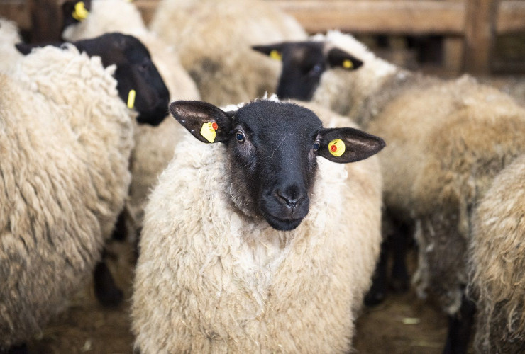 Azərbaycana Avropadan “Lacaune”, “Landschaft Merino”, “İle de France” və “Suffolk” cins damazlıq qoyunları gətirilib